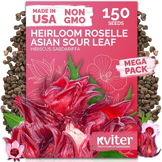 KVITER 150 Roselle Seeds for Planting – Jamaican Sorrel/Cranberry Hibisco by KVITER